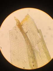 Orthotrichum pulchellum