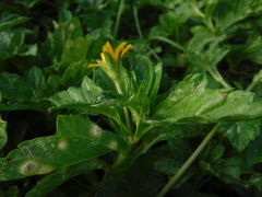Sphagneticola gracilis