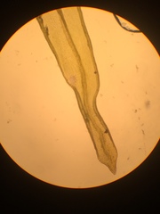 Orthotrichum pulchellum