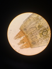 Orthotrichum pulchellum