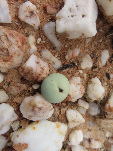 Image of Conophytum calculus by (c) linkie, some rights reserved (CC BY)