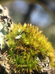 Orthotrichum pulchellum