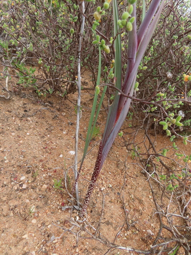 Image of Pouch Pypie (Gladiolus saccatus) by (c) linkie, some rights reserved (CC BY)