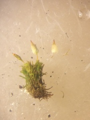 Orthotrichum pulchellum