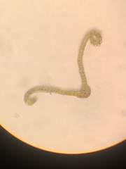 Orthotrichum pulchellum