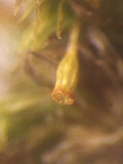 Orthotrichum pulchellum