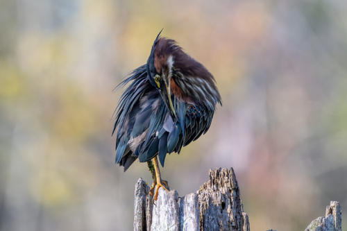 Green Heron photographed in Indiana