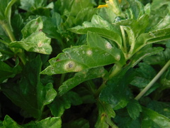 Endophyllum decoloratum