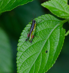 Liebermannacris dorsualis