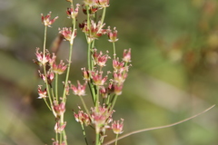 Juncus dubius