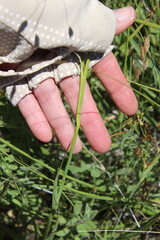 Juncus dubius