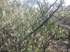 Cyclolepis genistoides