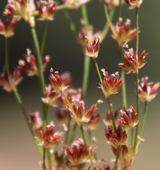 Juncus dubius
