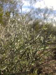 Cyclolepis genistoides