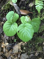 Viola rotundifolia