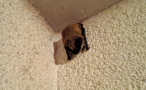 netopierovité (Vespertilionidae)