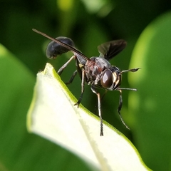 Physocephala