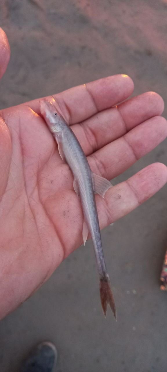 Bukhara Stone Loach photo 4