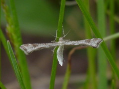Platyptilia tesseradactyla