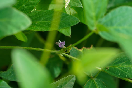 Glycine max