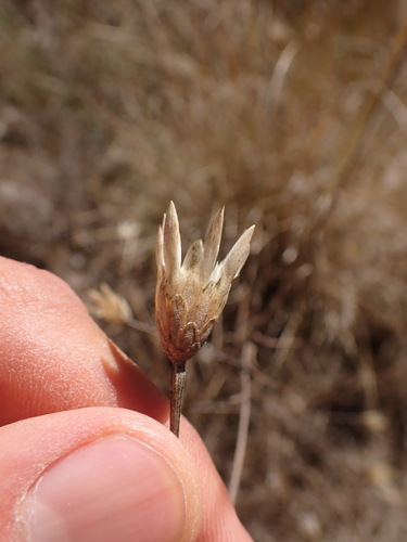 Image of Xeranthemum cylindraceum by (c) Franck Cabot, some rights reserved (CC BY)