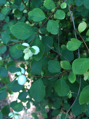 Symphoricarpos albus