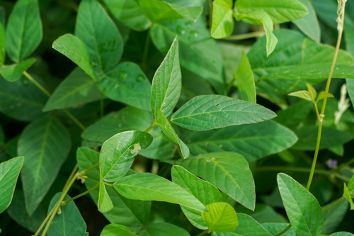 Glycine max