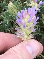 Astragalus laxmannii robustior