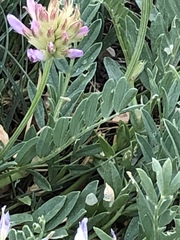 Astragalus laxmannii robustior
