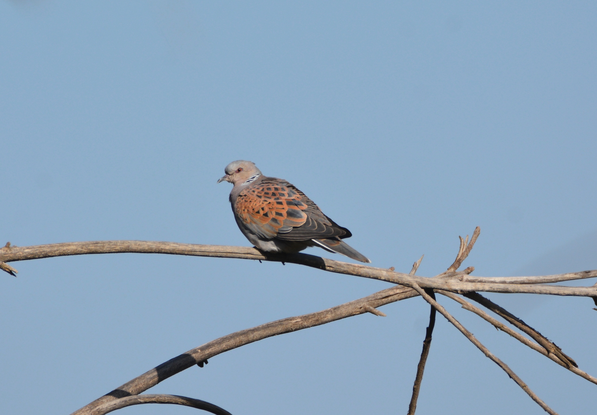 European Turtle Dove