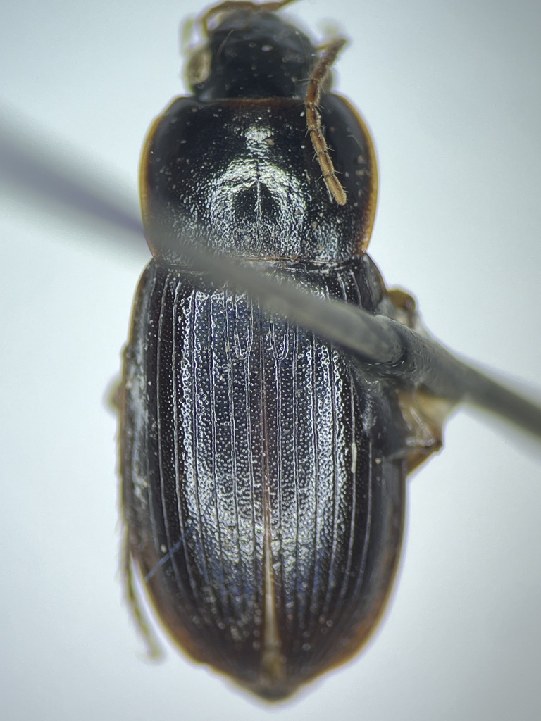 Siopelus melancholicus