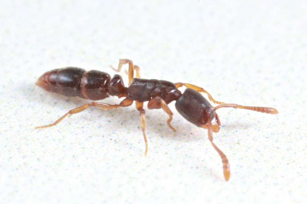 Porthole Ants