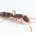 針蟻 - Photo 由 James Waters 所上傳的 (c) James Waters，保留部份權利CC BY-NC-SA