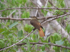 Onychorhynchus coronatus