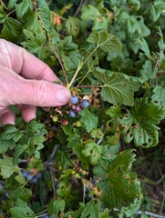 Mapleleaf Currant (Ribes acerifolium)