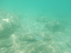 Trachinotus goodei