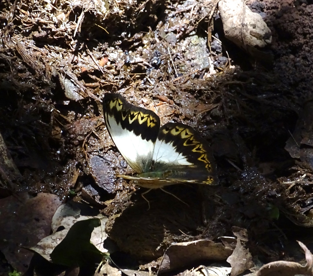 Herminia Glider