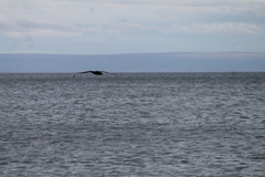 Macronectes giganteus