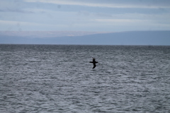 Macronectes giganteus