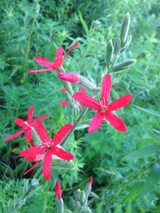 Silene regia
