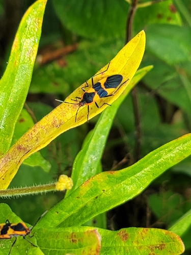 Large Milkweed Bug photographed in New Hampshire