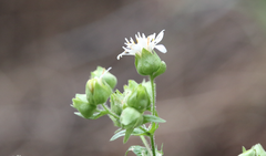 Moscharia pinnatifida