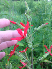 Silene regia
