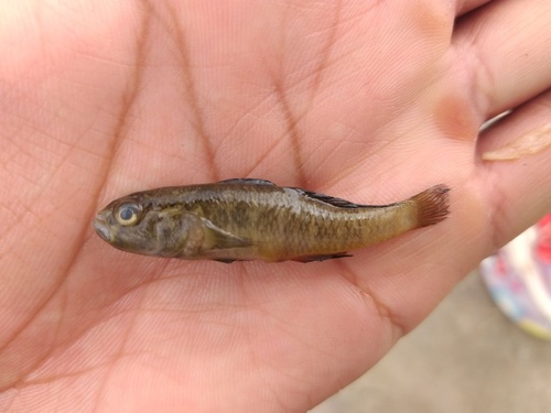 Banded sleeper (Micropercops cinctus) — Odontobutidae