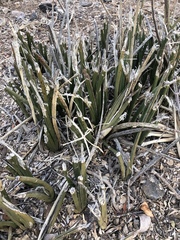 Sansevieria pearsonii