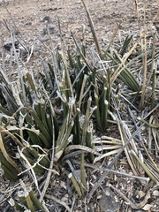 Sansevieria pearsonii
