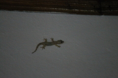 Hemidactylus