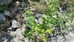 Parthenium confertum