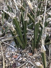 Sansevieria pearsonii