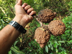 Hydnocarpus pentandrus